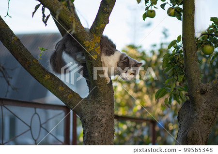 Outdoor atmospheric lifestyle cat photo. Outdoor atmospheric lifestyle cat photo. 99565348