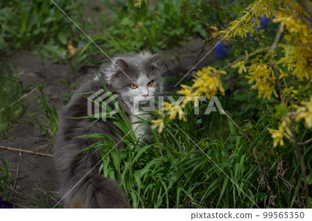 Outdoor atmospheric lifestyle cat photo. Outdoor atmospheric lifestyle cat photo. 99565350