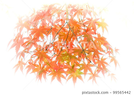 楓樹的特寫鏡頭 楓樹的特寫鏡頭 99565442