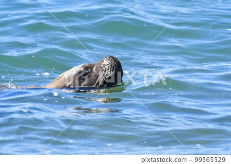 Female Sea Lion, Peninsula Valdes, Patagonia, Argentina 99565529