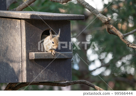 Japanese monkeys 99566444