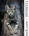 Homeless kitten is laying on a block outdoors. 99566551