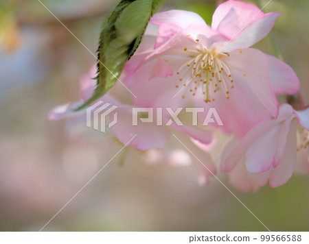 四月盛開的櫻花“Arcorade” 四月盛開的櫻花“Arcorade” 99566588