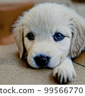 Sweet little dog 99566770