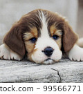 Sweet little dog 99566771