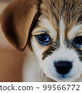 Sweet little dog 99566772