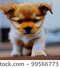 Sweet little dog 99566773