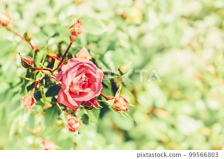 Red rose of the black magic family on a sunny shiny green day 99566803