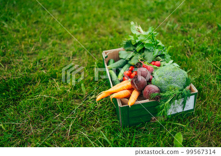 Fresh organic eco vegetables in a green paper box on the background of a vegetable garden. Concept of biological, bio products, bio ecology. 99567314