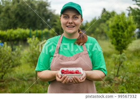 Gardener woman picking raspberries in the garden, female in apron with paper box picks berries from bush 99567332