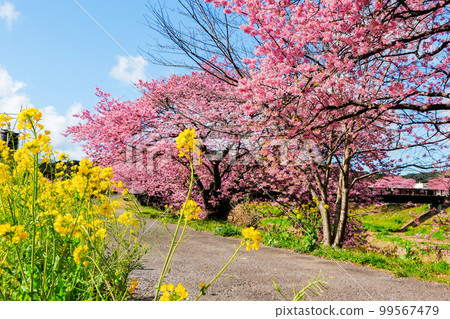 櫻花樹和油菜花 99567479