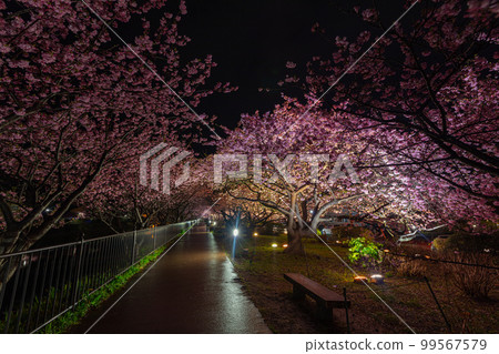 Kawazu Cherry Blossom Trees Illuminated Along the Kawazu River Kawazu Cherry Blossom Trees Illuminated Along the Kawazu River 99567579