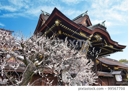 Kitano Tenmangu Shrine Plum Blossom Festival Kitano Tenmangu Shrine Plum Blossom Festival 99567708