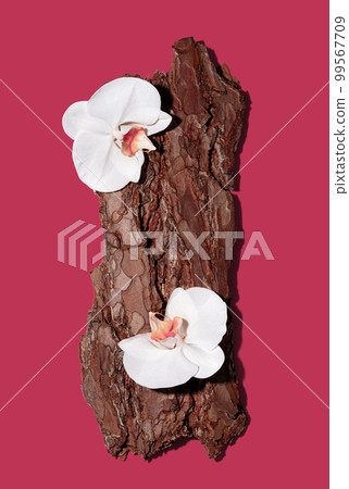 Textured tree bark podium with white orchid flowers on trendy magenta background. Mockup for the demonstration of cosmetic products with copy space in flat lay style. Textured tree bark podium with white orchid flowers on trendy magenta background. Mockup for the demonstration of cosmetic products with copy space in flat lay style. 99567709