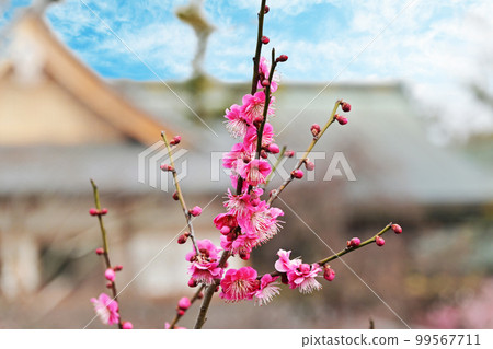 Kitano Tenmangu Shrine Plum Blossom Festival 99567711