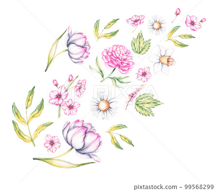 Watercolor scattering of spring flowers peony, daffodil, chamomile, tulip, apple tree, currant on a white background Watercolor scattering of spring flowers peony, daffodil, chamomile, tulip, apple tree, currant on a white background 99568299