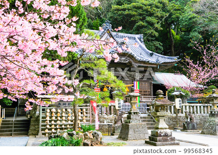 Kawazu cherry blossoms and the worship hall of Shirahama Shrine 99568345