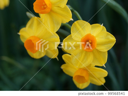 Yellow Daffodil Yellow Daffodil 99568541