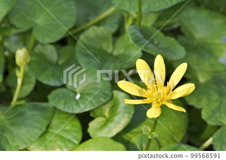 冬天在溫室裡開花的黃色西蘭花 冬天在溫室裡開花的黃色西蘭花 99568591