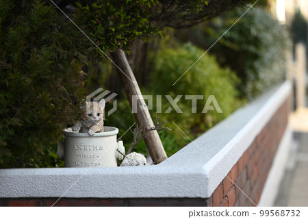 cat model outdoors 99568732