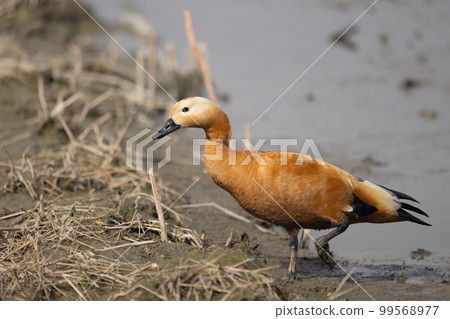 In winter, the red-tailed shelduck ♂ mature bird that got lost in the lotus field 02 99568977