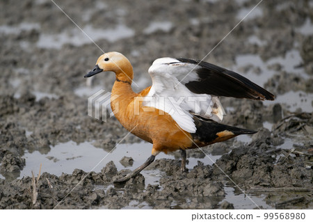冬天來到荷花田的紅麻鴨♂成鳥01 99568980