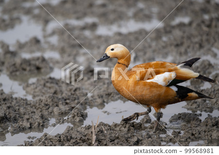 冬天來到荷花田的紅麻鴨♂大人02 99568981
