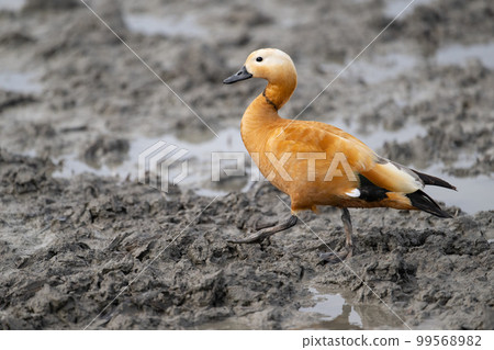 In winter, the red shelduck that came to the lotus field ♂ Adult 03 In winter, the red shelduck that came to the lotus field ♂ Adult 03 99568982