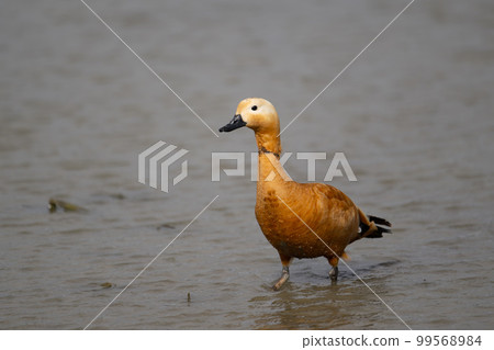 In winter, the red shelduck that came to the lotus field ♂ Adult 04 In winter, the red shelduck that came to the lotus field ♂ Adult 04 99568984