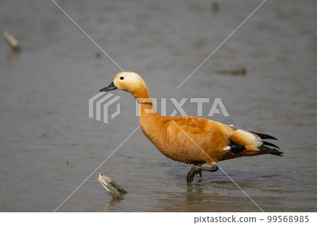 Beautiful red shelduck ♂ adult bird 01 that flew to the lotus field in winter 99568985
