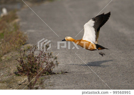 Winter, beautiful flying red shelduck male adult bird 01 Winter, beautiful flying red shelduck male adult bird 01 99568991