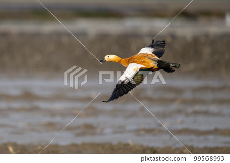 冬天，美麗的飛行紅色 shelduck 雄性成鳥 03 99568993
