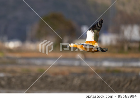 Winter, beautiful flying red shelduck ♂ adult bird 04 99568994