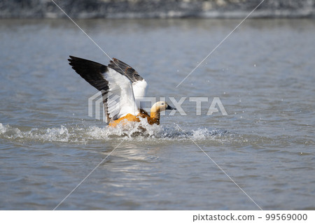 Winter, landing on the water Red-crested shelduck ♂ adult bird 03 99569000