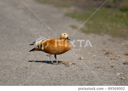 Red-tailed shelduck male adult bird eating lotus roots on the road in winter Red-tailed shelduck male adult bird eating lotus roots on the road in winter 99569002