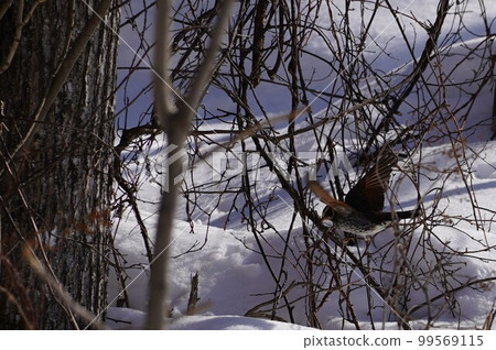 Migratory bird Thrush flight Migratory bird Thrush flight 99569115