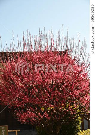 Red-bloom in full bloom Red-bloom in full bloom 99569289