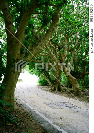 4332 Kondoi Beach 99569299