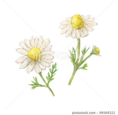 洋甘菊藥草水彩鉛筆插圖 99569322