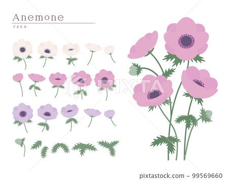 Flower material set Anemone 99569660