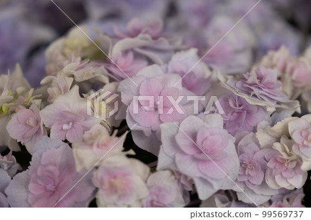 Katahara Onsen Hydrangea Village (Gamagori City, Aichi Prefecture) Katahara Onsen Hydrangea Village (Gamagori City, Aichi Prefecture) 99569737