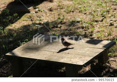 A sparrow/standing in the center of the platform 99570015