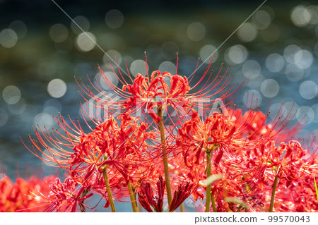 Cluster amaryllis on the Yagatsu River (Handa City, Aichi Prefecture) 99570043