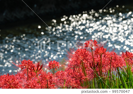 Cluster amaryllis on the Yagatsu River (Handa City, Aichi Prefecture) 99570047