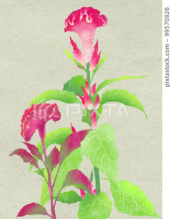 A cockscomb flower that looks just like a chicken's head A cockscomb flower that looks just like a chicken's head 99570826