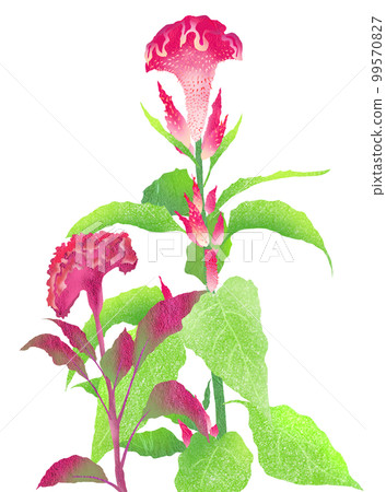 Red flower Celosia that shines in late autumn Red flower Celosia that shines in late autumn 99570827