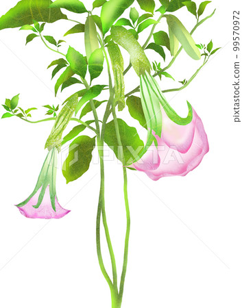 Angel's trumpet flowers blooming one after another with large flowers 99570972