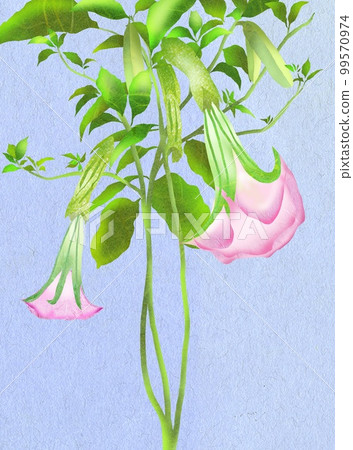 Looking up at a large pink Angel's Trumpet flower 99570974