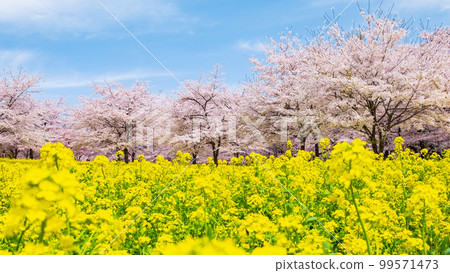 Senbonzakura and rape blossoms on the south side of Akagi Senbonzakura and rape blossoms on the south side of Akagi 99571473