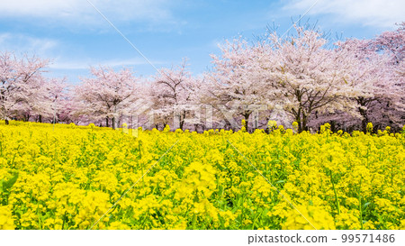 Senbonzakura and rape blossoms on the south side of Akagi 99571486